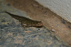 Portuguese Smooth Newt photo 3