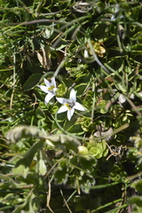 Lobelia oligophylla