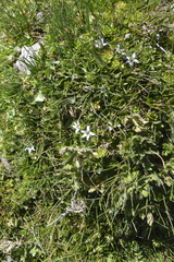 Lobelia oligophylla