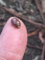 Paropsisterna decolorata