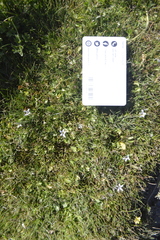 Lobelia oligophylla