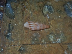 Austrodrillia angasi