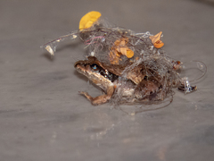 Physalaemus gracilis