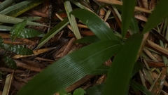 Setaria palmifolia