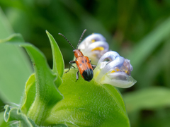 Neolema dorsalis orbignyi