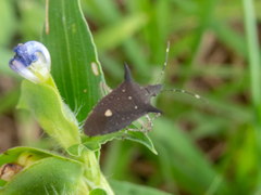 Proxys albopunctulatus