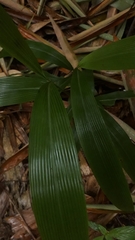 Setaria palmifolia