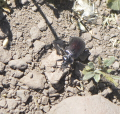 Calosoma vagans