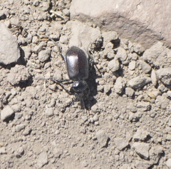 Calosoma vagans