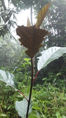 Ficus fistulosa