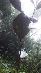 Ficus fistulosa