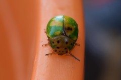 Platyphora quadrisignata