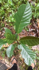 Ficus fistulosa