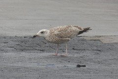 Larus argentatus