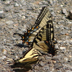 Papilio appalachiensis