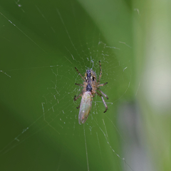 Acizzia jamatonica