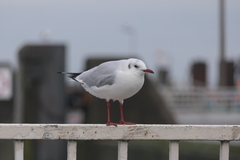 Chroicocephalus ridibundus