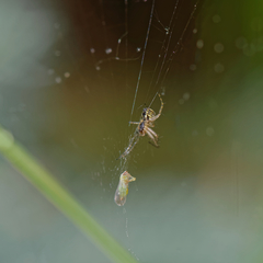 Acizzia jamatonica