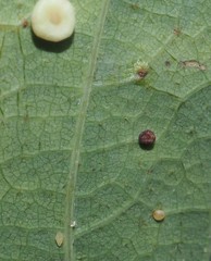 Phylloteras volutellae