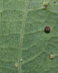 Phylloteras volutellae