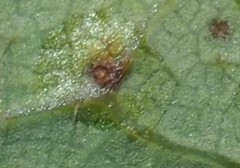 Phylloteras volutellae