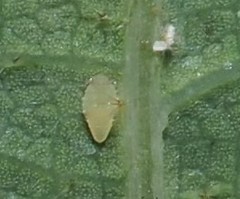 Phylloteras volutellae