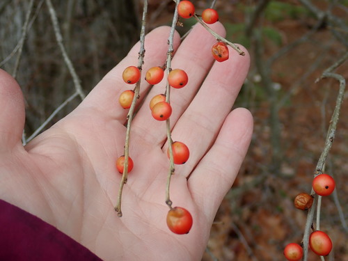 Image of Smooth Winterberry (Ilex laevigata) by no rights reserved