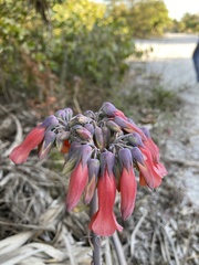Kalanchoe × houghtonii