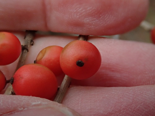 Image of Smooth Winterberry (Ilex laevigata) by no rights reserved