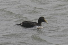 Somateria mollissima