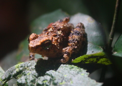 Phrynobatrachus liberiensis