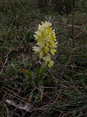 Orchis pauciflora