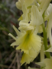 Orchis pauciflora