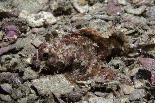 Goosehead scorpionfish (Scorpaena bergii) — Scorpaenidae — 4