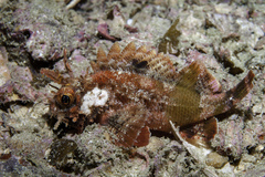 Goosehead Scorpionfish photo 1