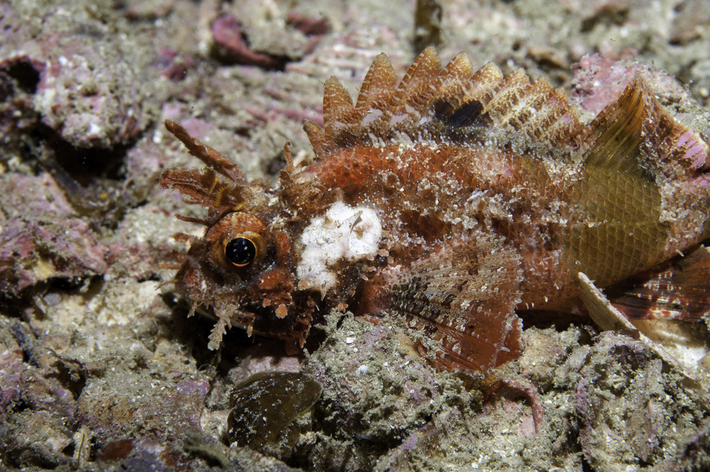 Goosehead scorpionfish (Scorpaena bergii) — Scorpaenidae