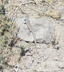 Liolaemus nigroviridis