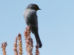 Auriparus flaviceps