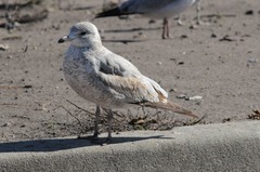 Larus delawarensis