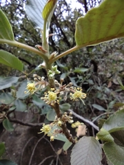 Cercocarpus macrophyllus