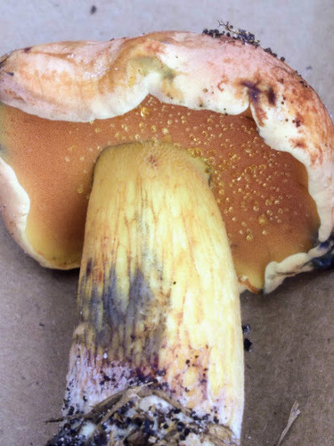 Butyriboletus floridanus image