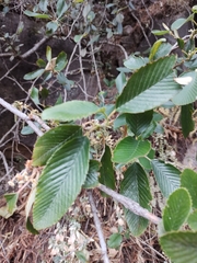 Cercocarpus macrophyllus