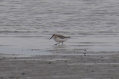 Calidris alpina