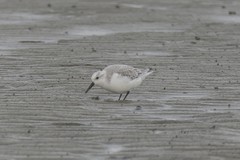 Calidris alba