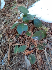 Gaultheria procumbens image