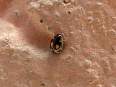 Hyperaspis festiva