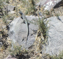 Liolaemus nigroviridis