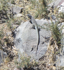 Liolaemus nigroviridis