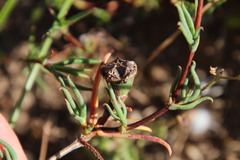 Lampranthus spiniformis