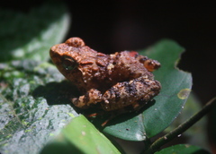 Phrynobatrachus liberiensis